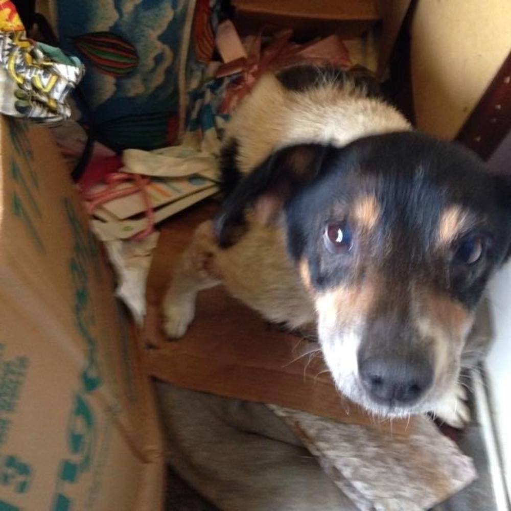 Meet your Posher, Belinda